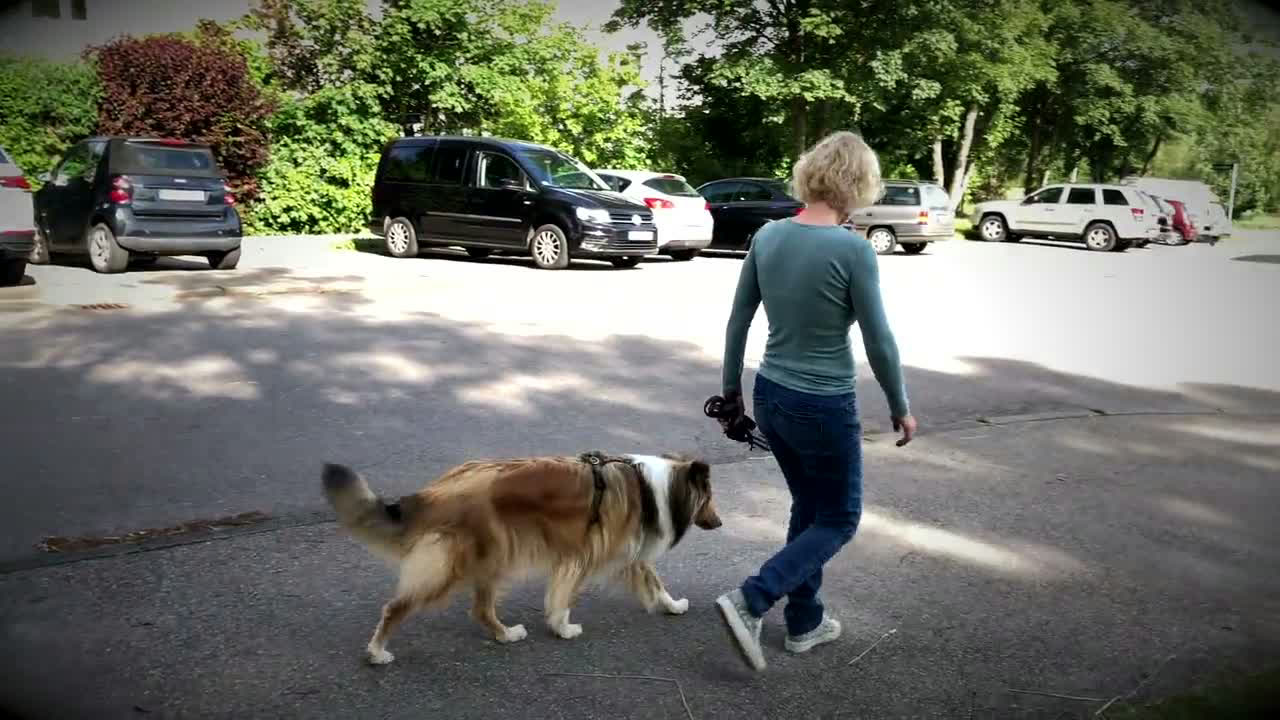 Video-Vorschau, Trainerin Stefanie Ströbele geht mit Hund an lockerer Leine