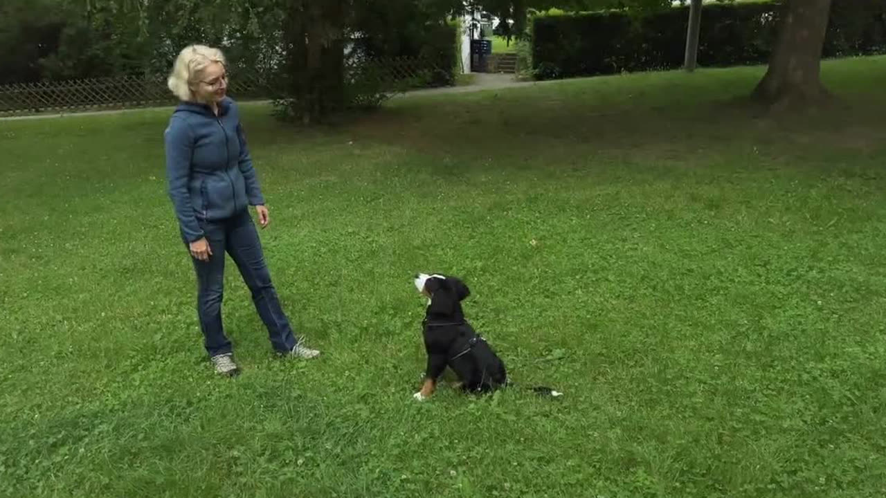 Video-Vorschau, Trainerin arbeitet über Körpersprache mit einem Welpen auf der Wiese